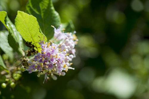 Japanese Beautyberry reference