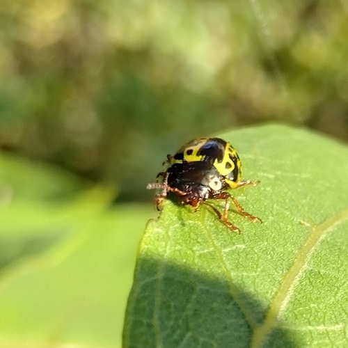 Sida Leaf Beetle reference