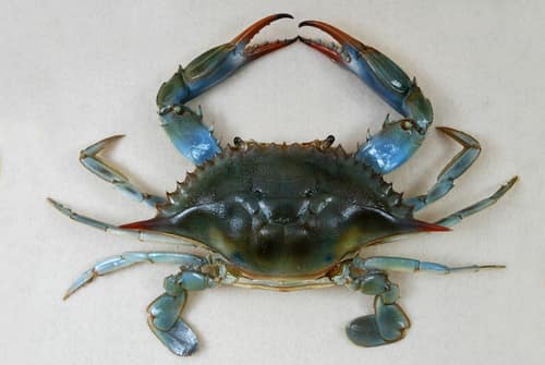 Atlantic Blue Crab reference