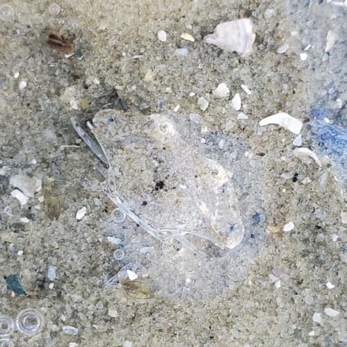 Lesser Blue Crab reference