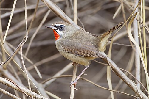 Siberian Rubythroat reference