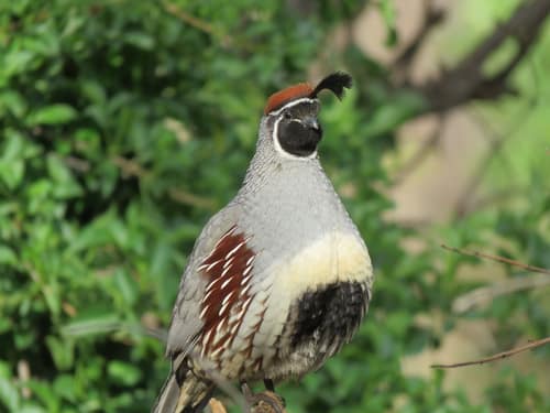 Gambel's Quail reference