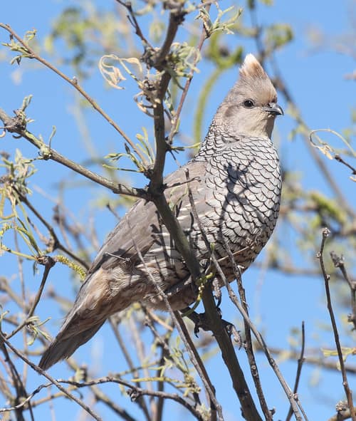 Scaled Quail reference