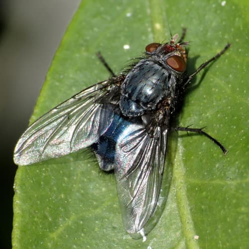 Blue Bottle Fly reference