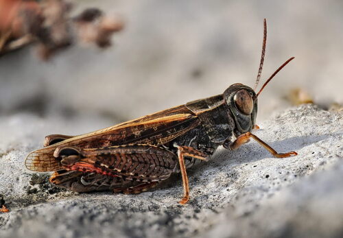 Italian Locust reference