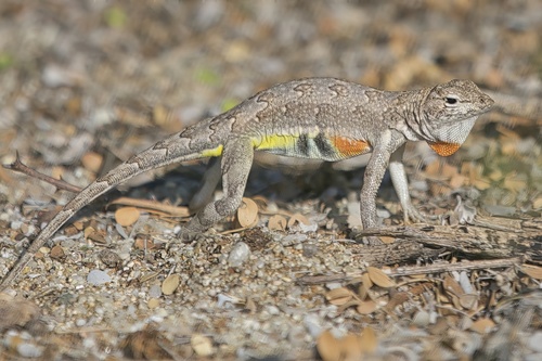 Zebra-tailed Lizard reference