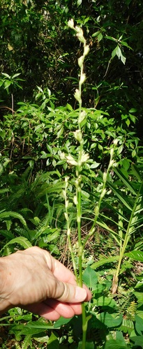 Basket Plant reference