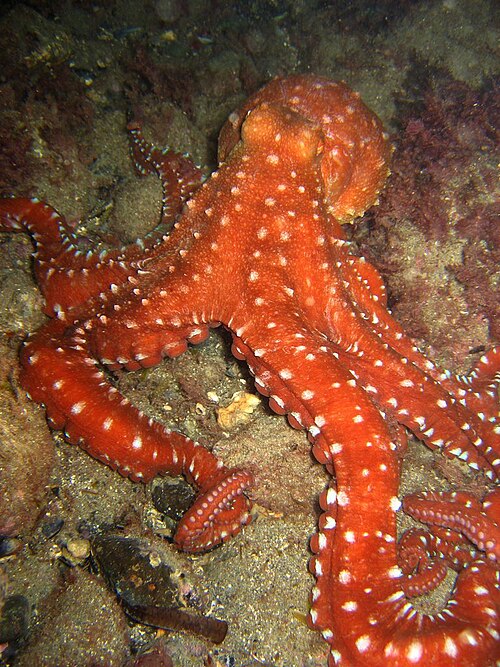 White-spotted Octopus reference