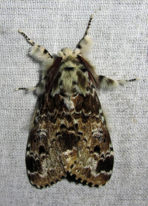 Pale Tussock Moth reference