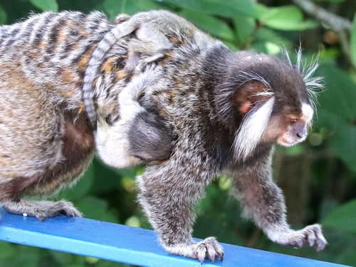 Common Marmoset reference