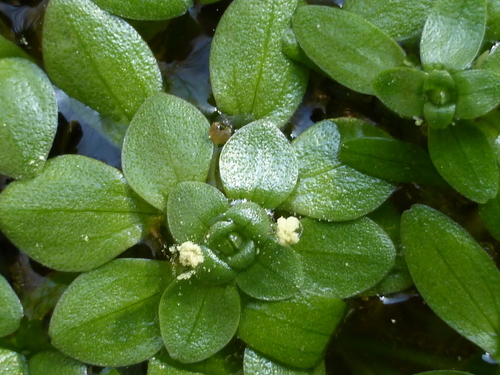 Vernal Water-starwort reference