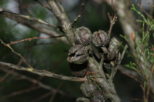 Black Cypress-pine reference