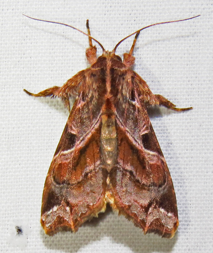 Lygodium Cutworm Moth reference