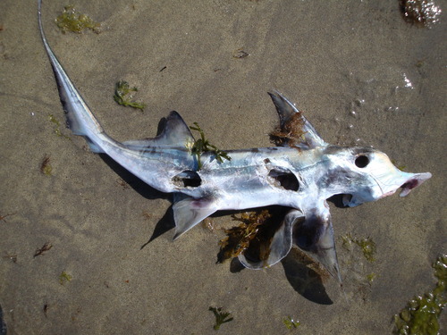 Cockfish reference