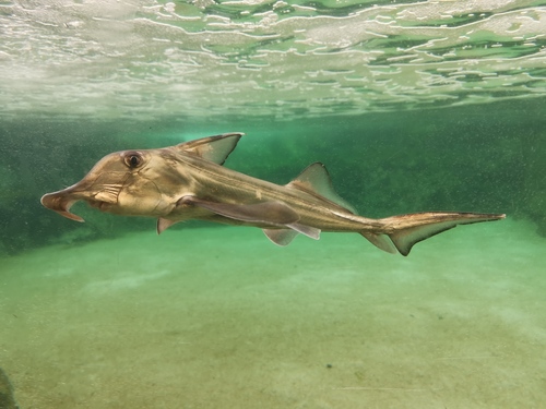 Cape Elephantfish reference