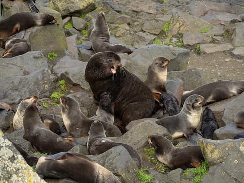 Northern Fur Seal reference
