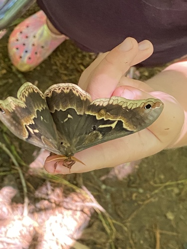 Tulip-tree Silkmoth reference