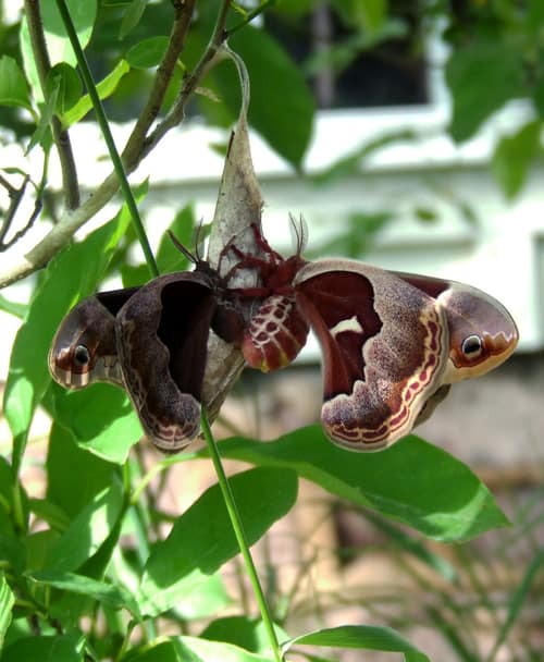 Promethea Silkmoth reference