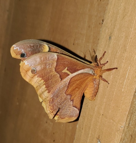 Sweetbay Silkmoth reference