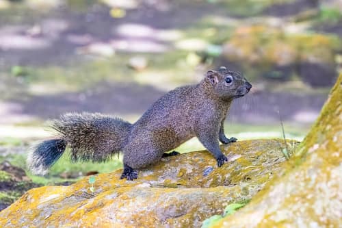 Pallas's Squirrel reference