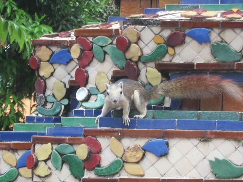 Finlayson's Squirrel reference