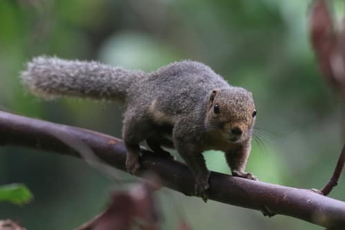 Black-striped Squirrel reference