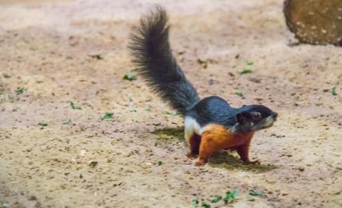 Prevost's Squirrel reference