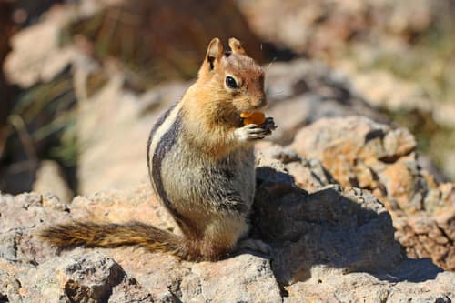 Golden-mantled Ground Squirrel reference