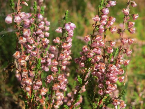 Ling Heather reference