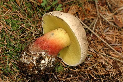 Bitter Beech Bolete reference