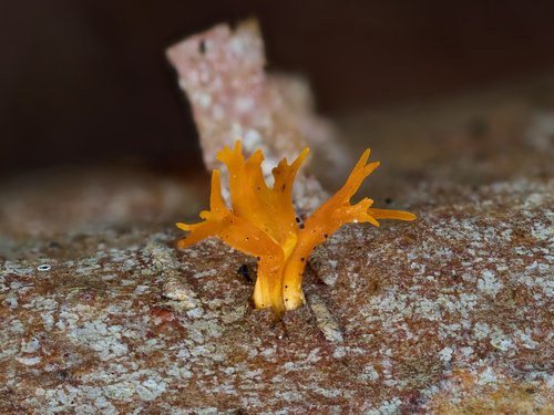 Small Staghorn Fungus reference