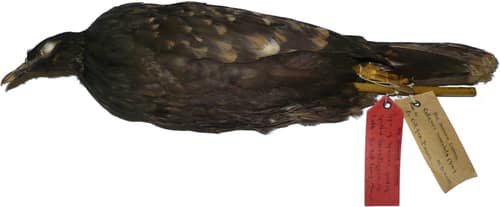 Spotted Green Pigeon reference