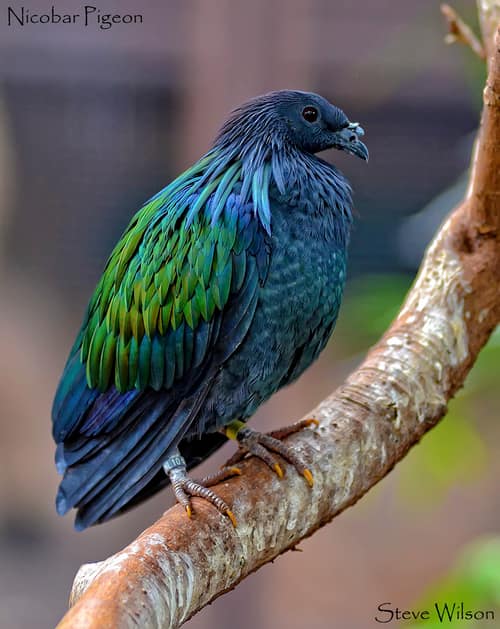 Nicobar Pigeon reference