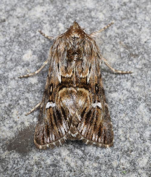 Toadflax Brocade Moth reference