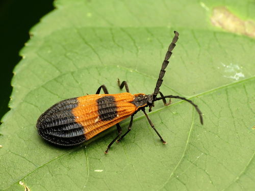 End-Banded Net-Winged Beetle reference