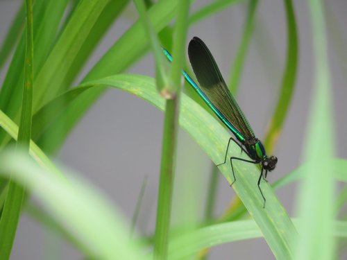 River Jewelwing reference