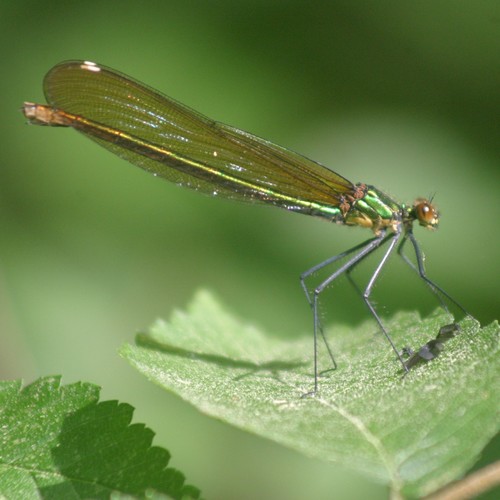 Superb Jewelwing reference