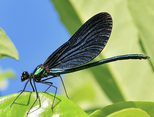 Beautiful Demoiselle reference