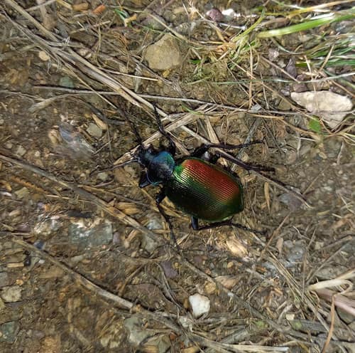 Forest Caterpillar Hunter reference