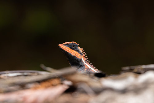 Emma Gray's Forest Lizard reference