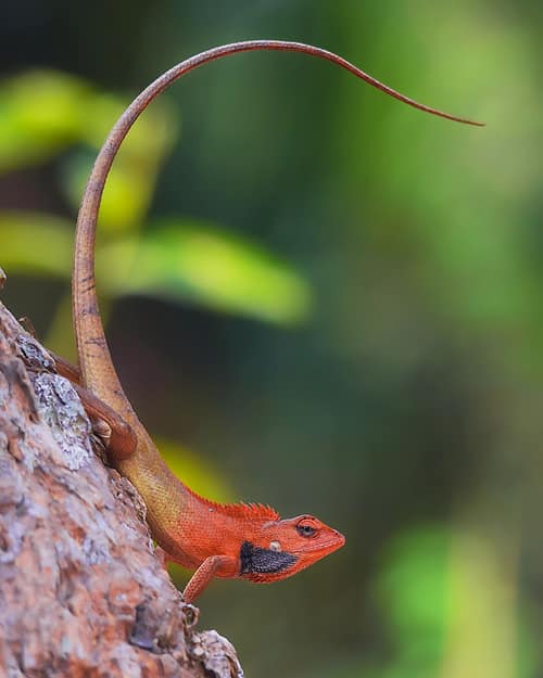 Oriental Garden Lizard reference