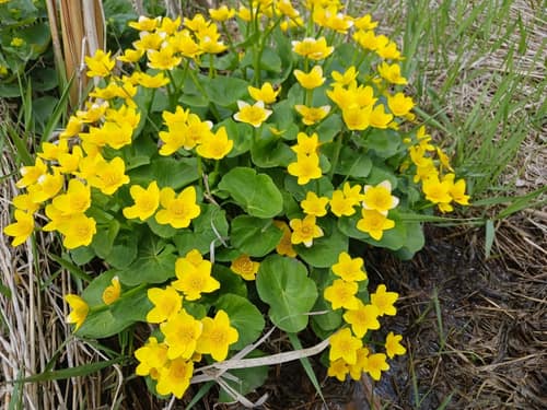 Marsh Marigold reference