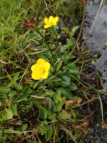 Stemless Marsh Marigold reference
