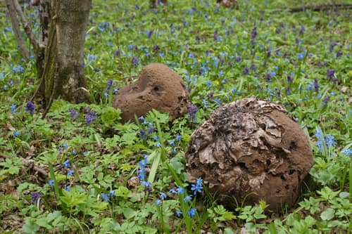 Giant Puffball reference