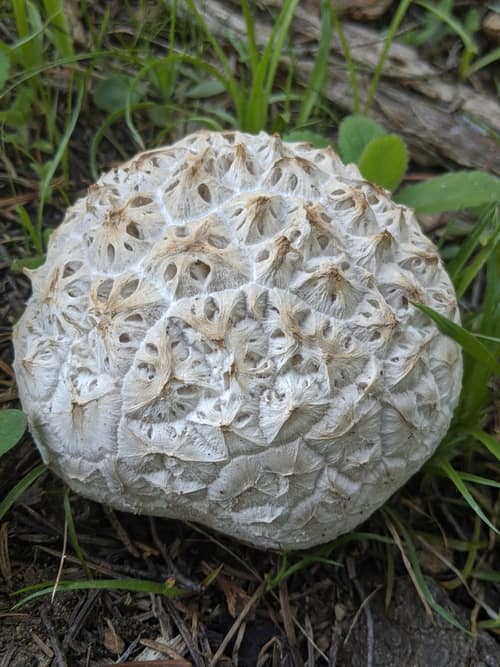 Sculptured Puffball reference