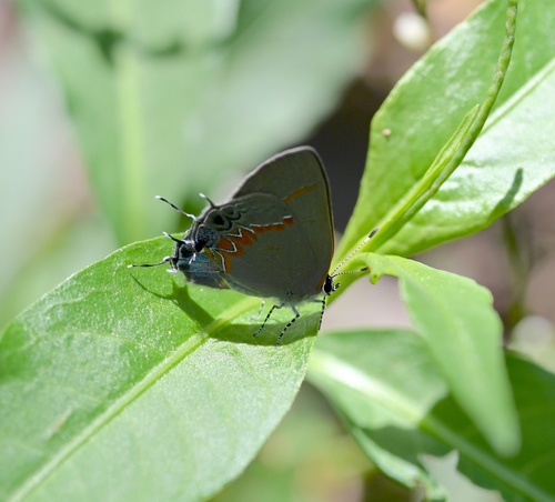 Red-banded Hairstreak reference
