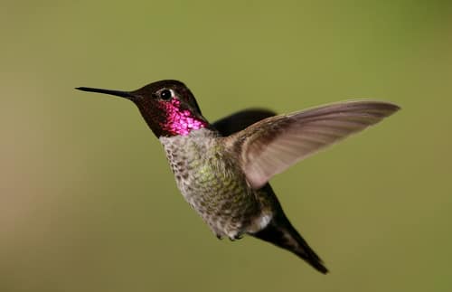 Anna's Hummingbird reference