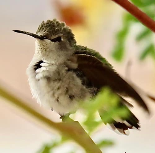 Costa's Hummingbird reference