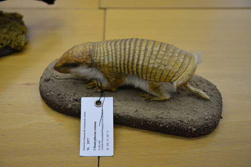 Greater Fairy Armadillo reference
