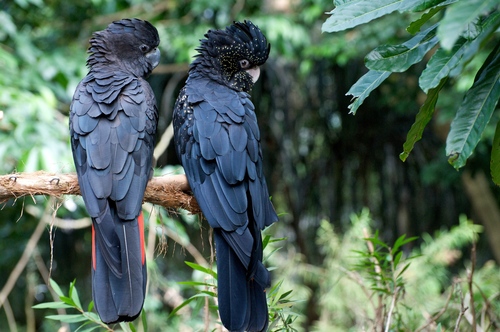 Red-Tailed Black Cockatoo reference